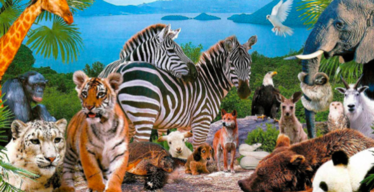 Italian Vocabulary: Wild Animals